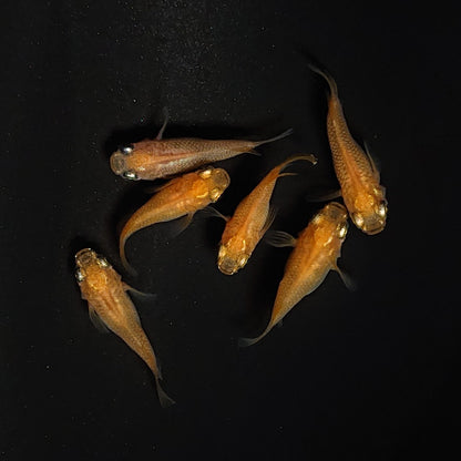 【現物】初恋　6匹　オス2メス4 　3558