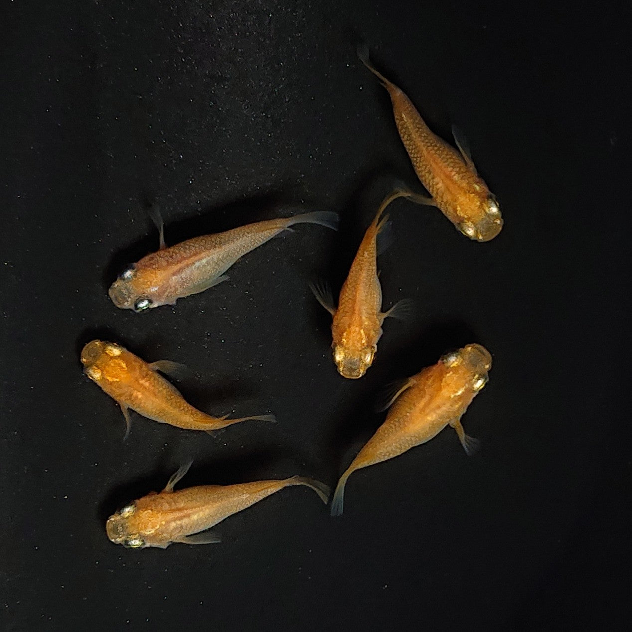 【現物】初恋　6匹　オス2メス4 　3558