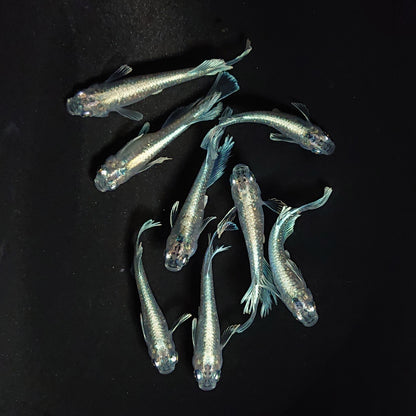 【現物】レーヴ　4ペア　メス2匹ワイドフィン 　3559