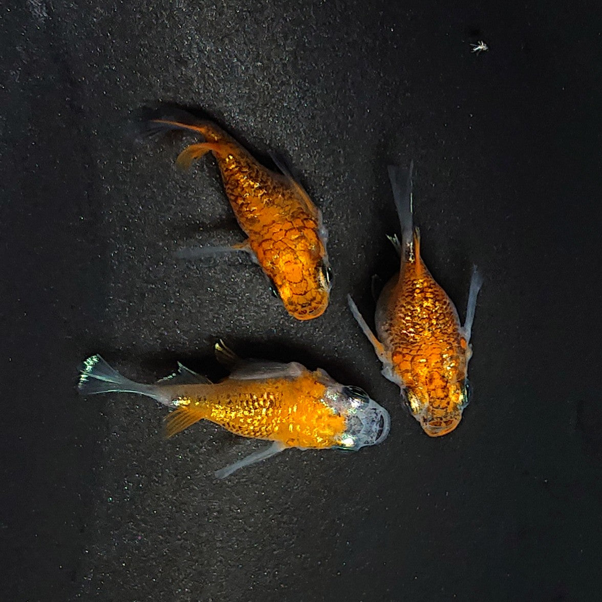 【現物】夜桜柿色だるま　3匹　オス1メス2 　3556