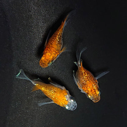 【現物】夜桜柿色だるま　3匹　オス1メス2 　3556