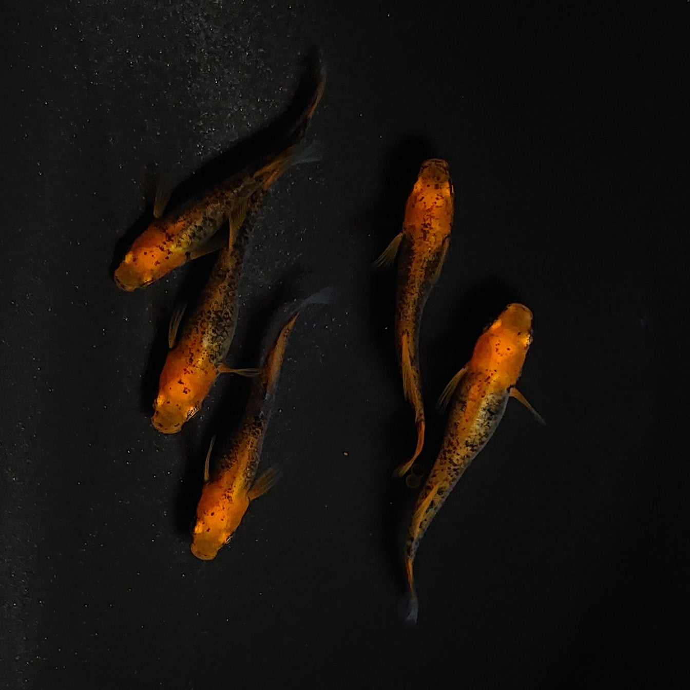 【現物】かぐや　5匹　オス2メス3 　3562