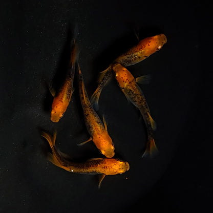 【現物】かぐや　5匹　オス2メス3 　3562