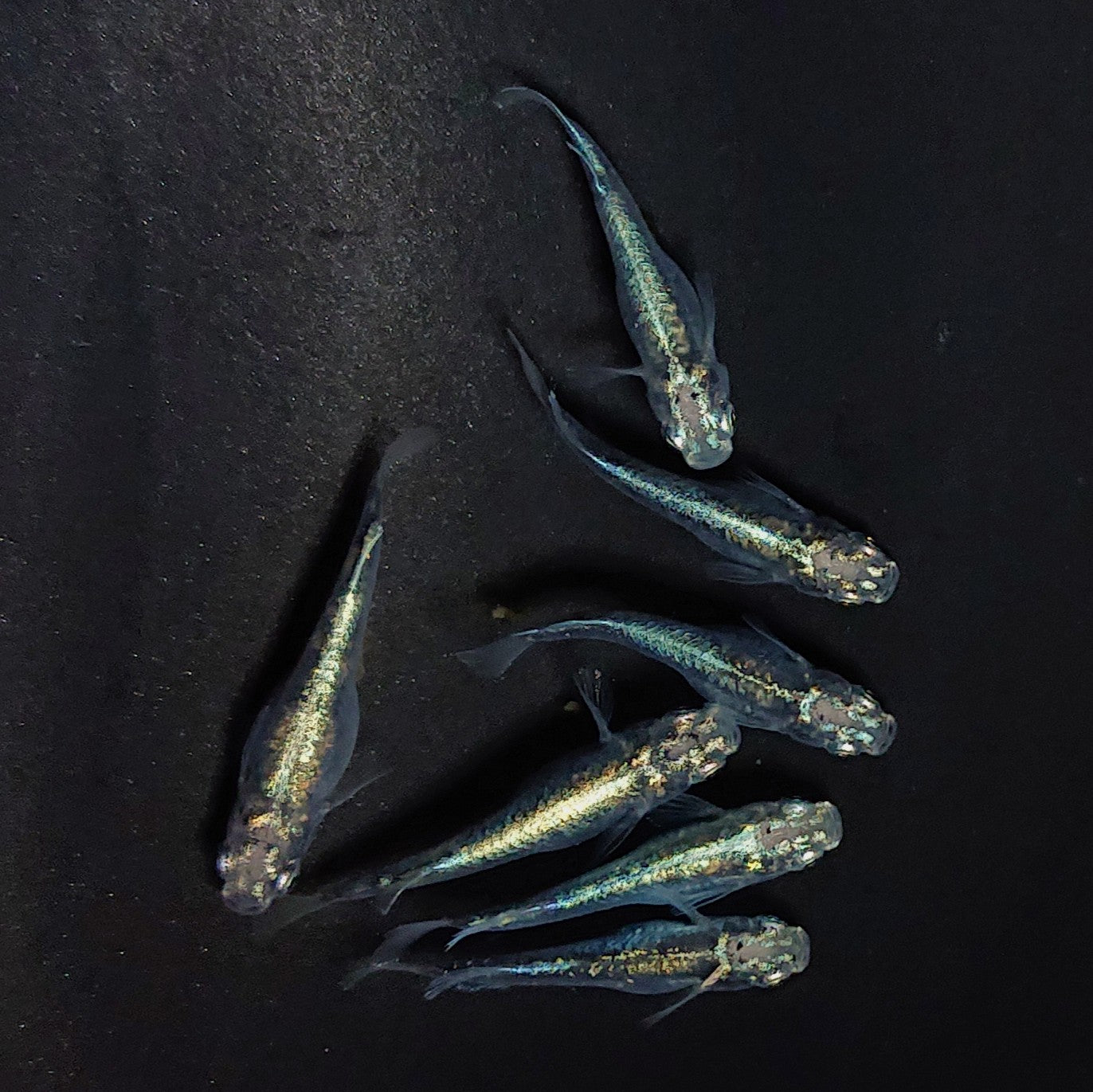 【現物】墨武　7匹　オス3メス4 　3567