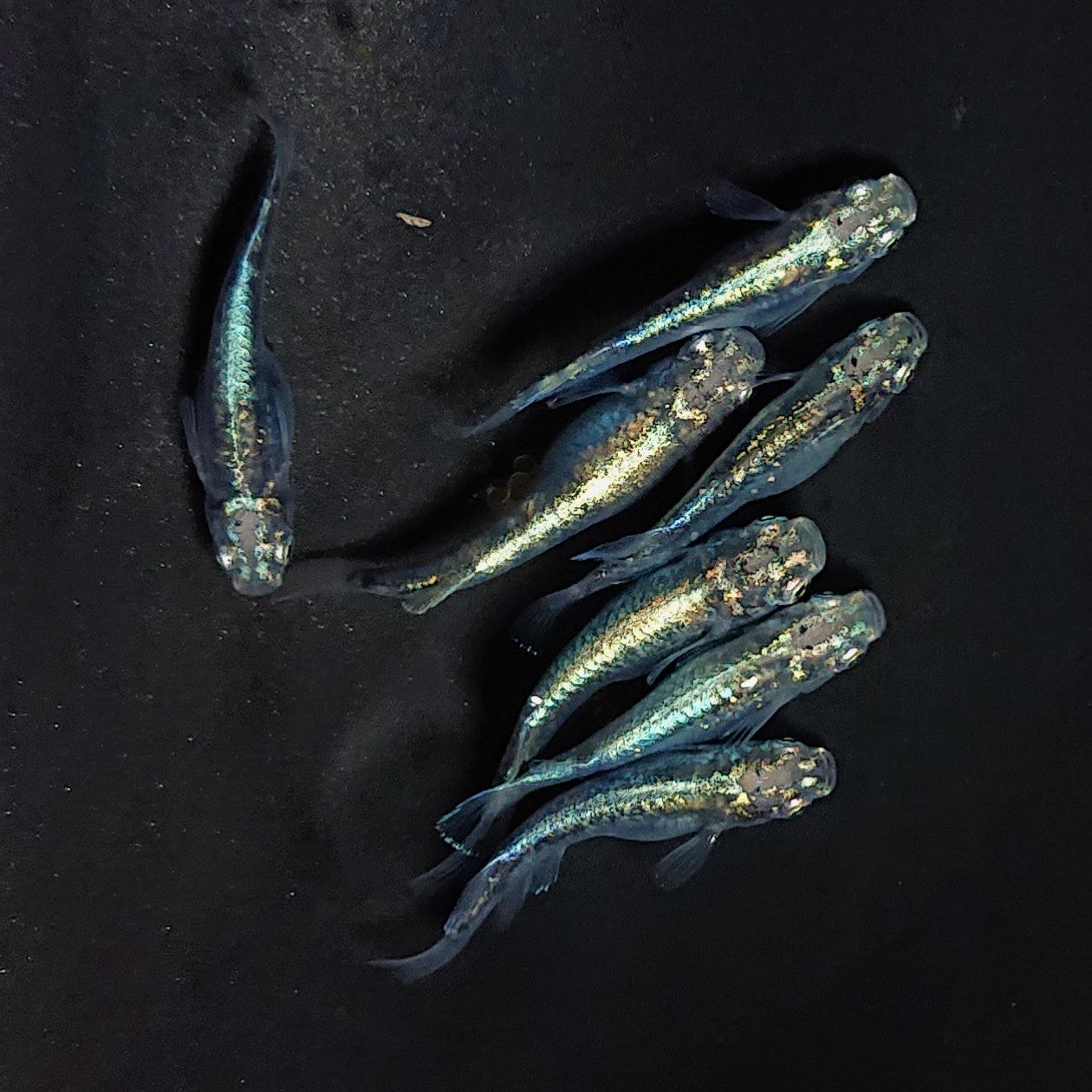 【現物】墨武　7匹　オス3メス4 　3567