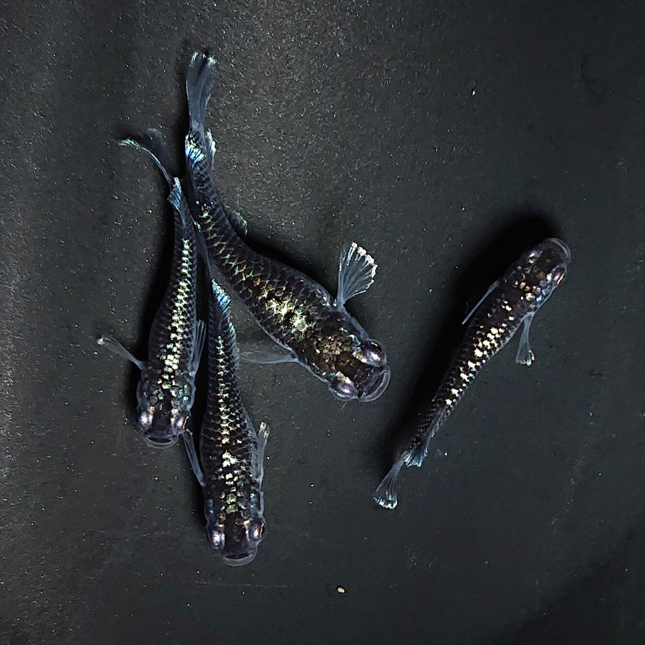 【現物】ミッドナイトフリル ラメtype　4匹　オス1メス3 　3563