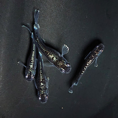 【現物】ミッドナイトフリル ラメtype　4匹　オス1メス3 　3563