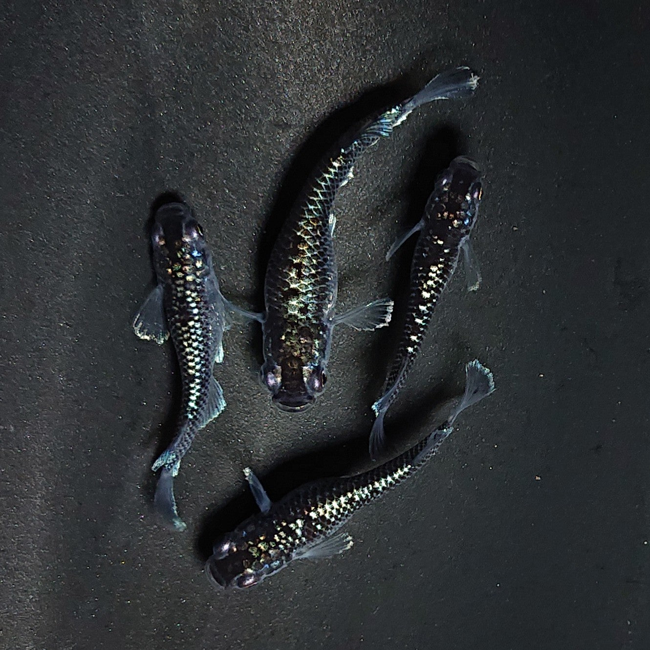 【現物】ミッドナイトフリル ラメtype　4匹　オス1メス3 　3563