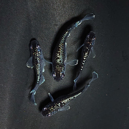 【現物】ミッドナイトフリル ラメtype　4匹　オス1メス3 　3563