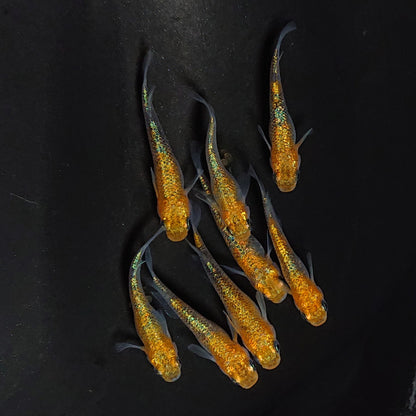 【現物】ユリシスレッドレース　4ペア 　3565