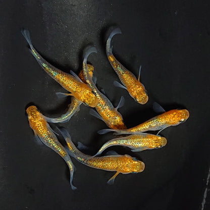 【現物】ユリシスレッドレース　4ペア 　3565