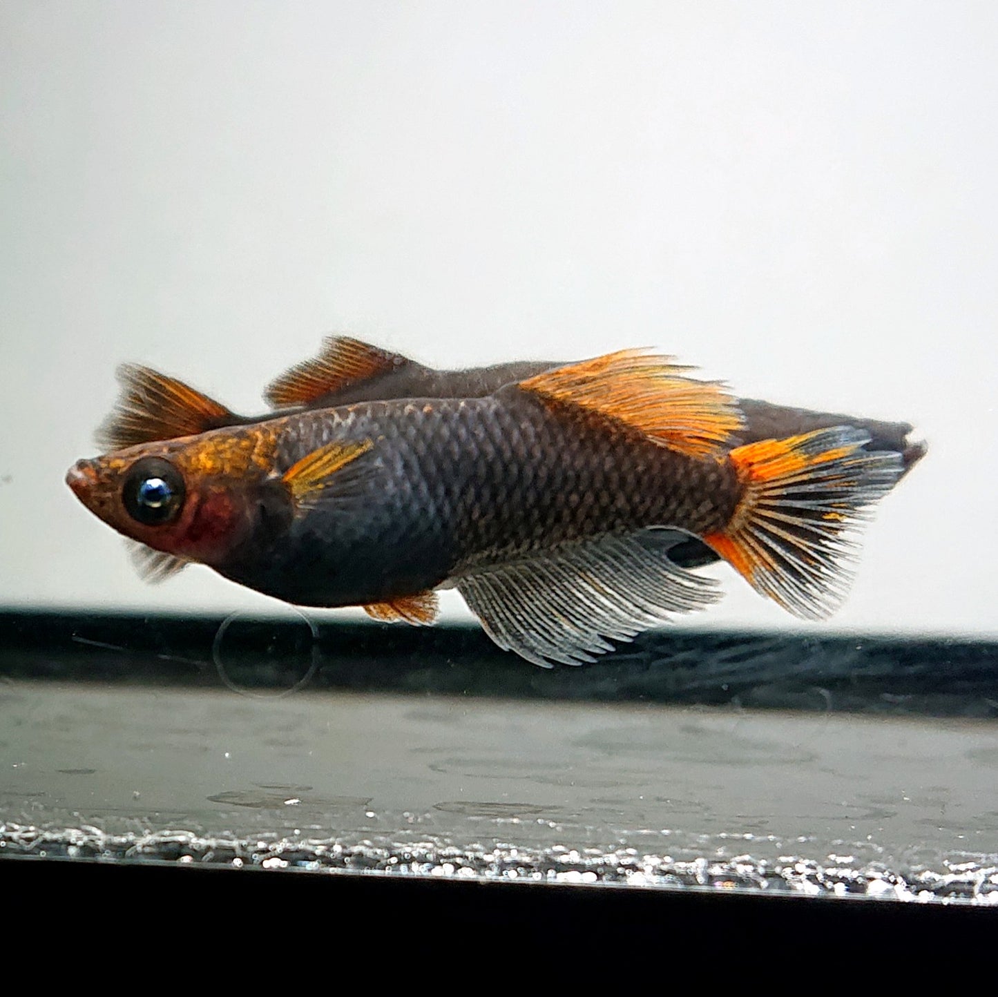 【現物】夢神　3匹　オス2メス1　3570