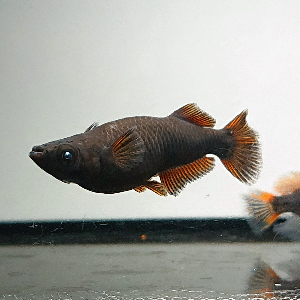 【現物】夢神　3匹　オス2メス1　3570