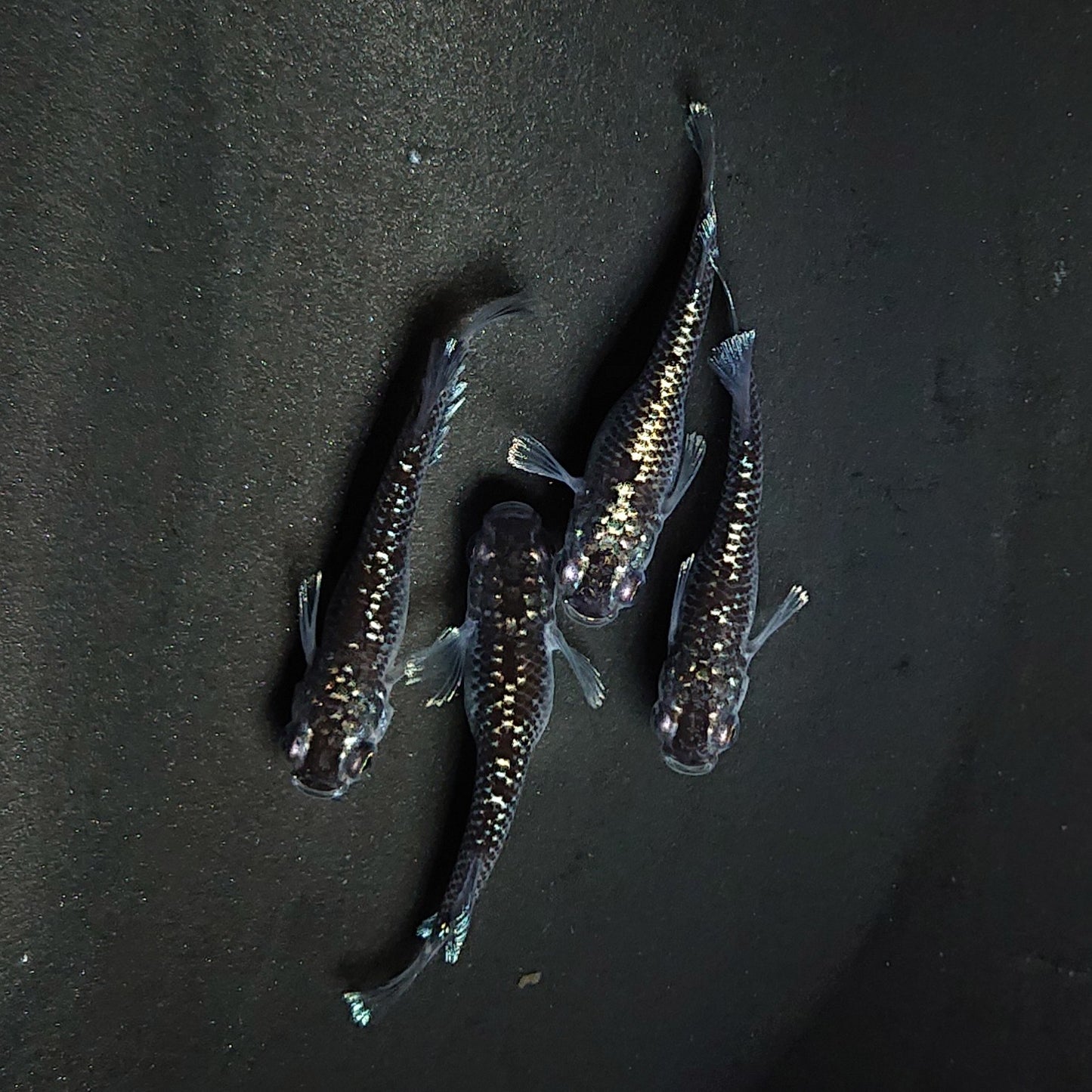 【現物】ミッドナイトフリルラメtype　2ペア 　3574