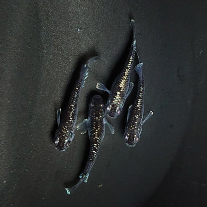 【現物】ミッドナイトフリルラメtype　2ペア 　3574