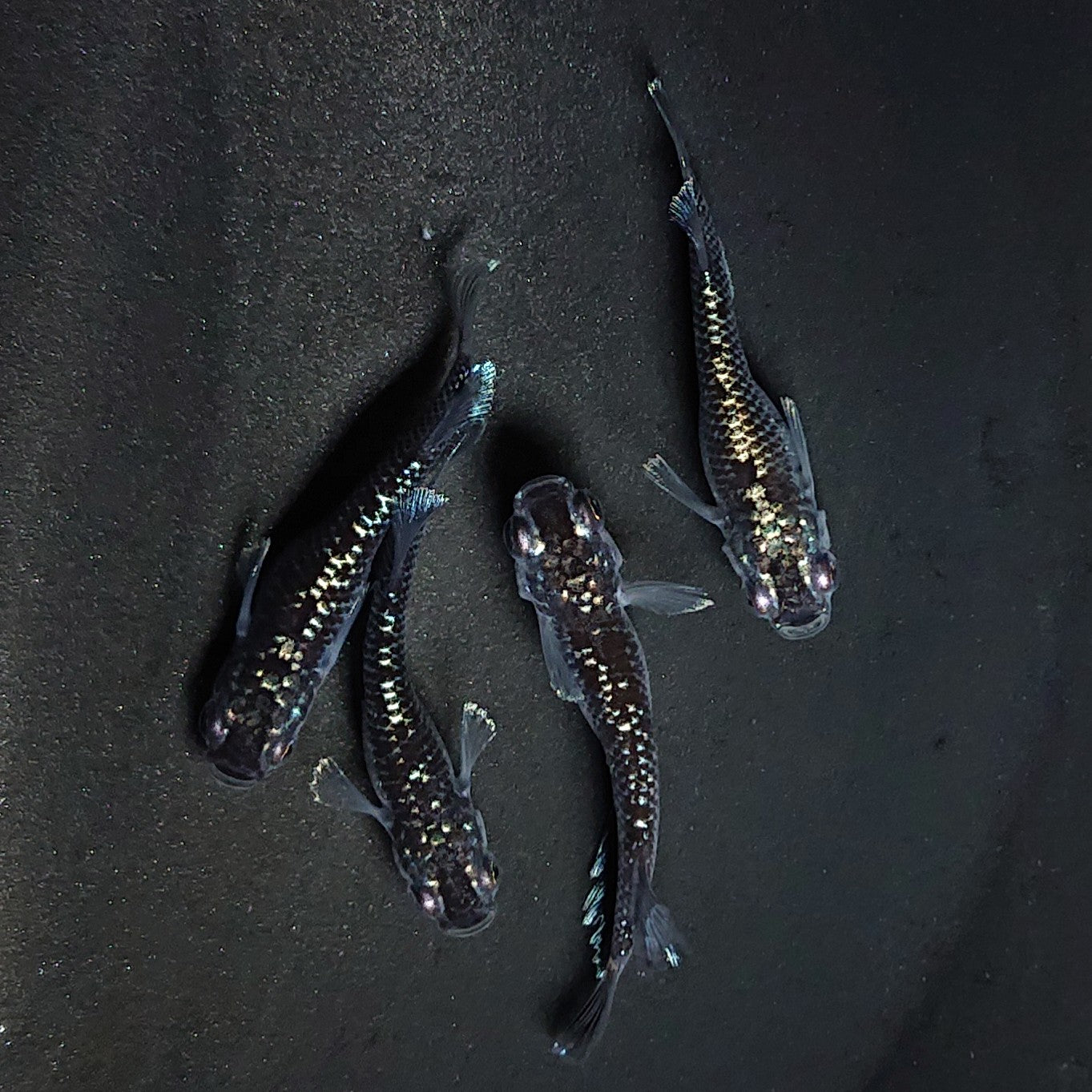 【現物】ミッドナイトフリルラメtype　2ペア 　3574