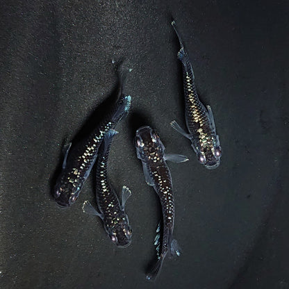 【現物】ミッドナイトフリルラメtype　2ペア 　3574