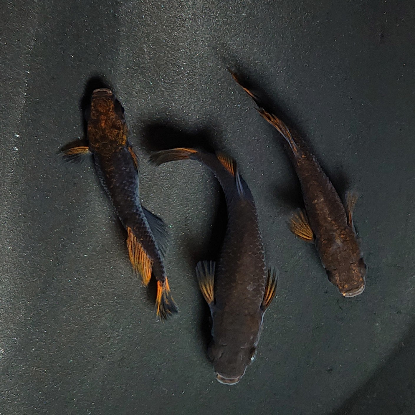 【現物】夢神　3匹　オス2メス1　3570