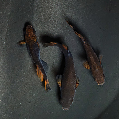 【現物】夢神　3匹　オス2メス1　3570