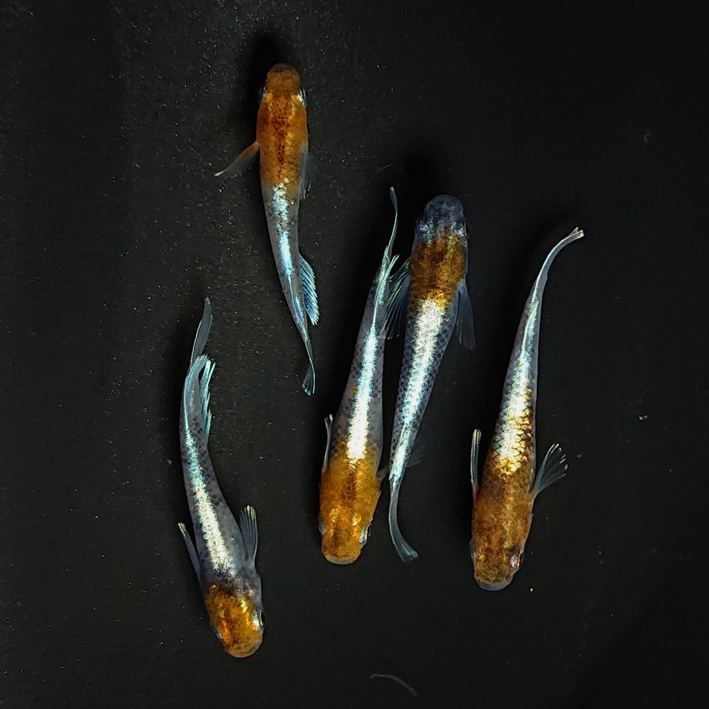 【現物】菊銀紅玉　5匹　オス3メス2 　3571