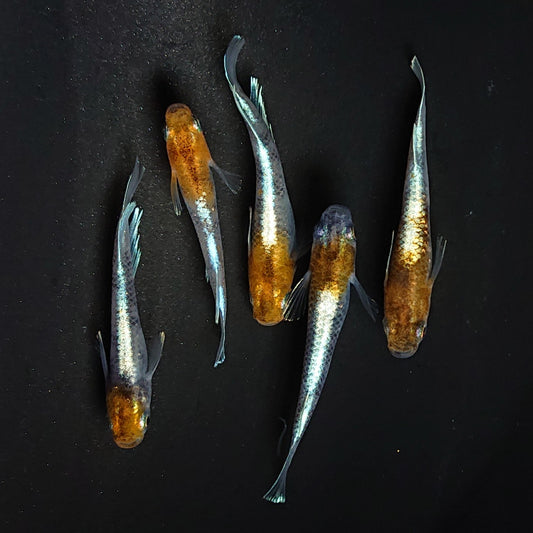【現物】菊銀紅玉　5匹　オス3メス2 　3571