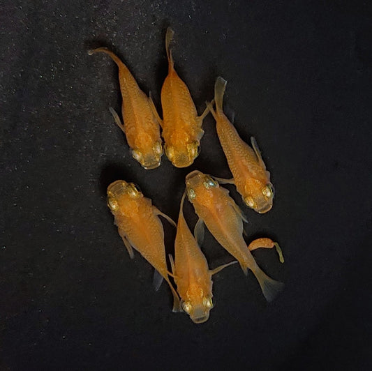 【現物】紅帝だるま　3ペア　3578