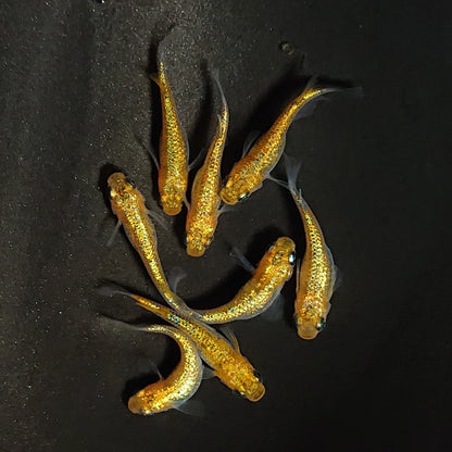 【現物】サンシャイン　8匹　オス3メス5　3580