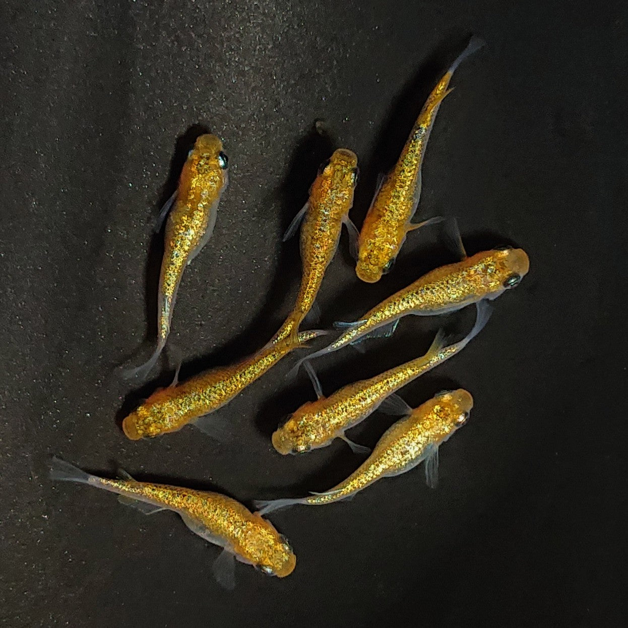 【現物】サンシャイン　8匹　オス3メス5　3580