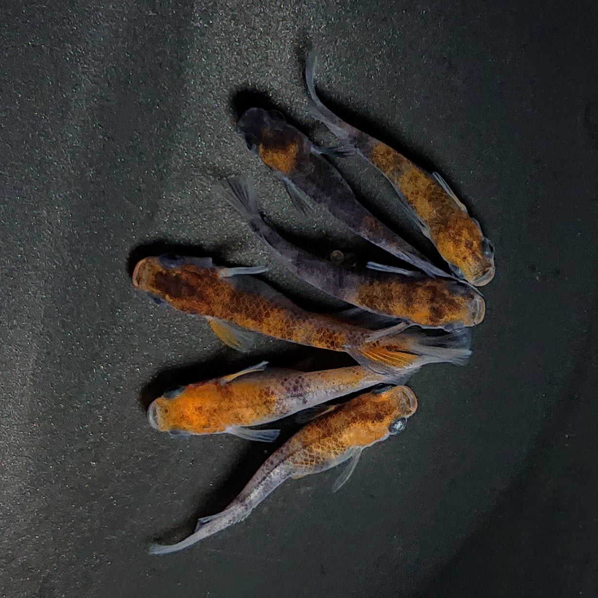 【現物】和墨三色　6匹　オス2メス4　3582