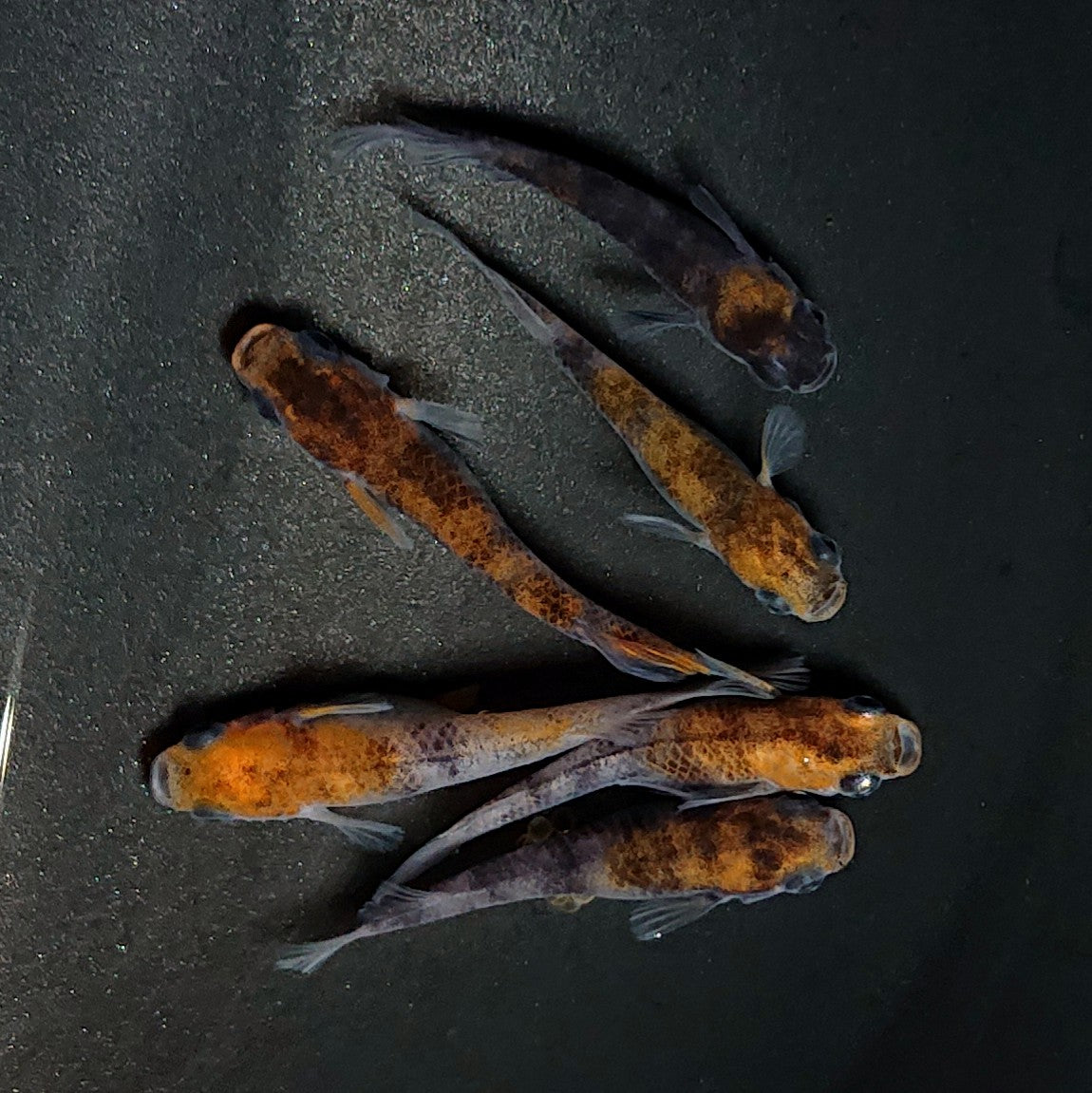 【現物】和墨三色　6匹　オス2メス4　3582