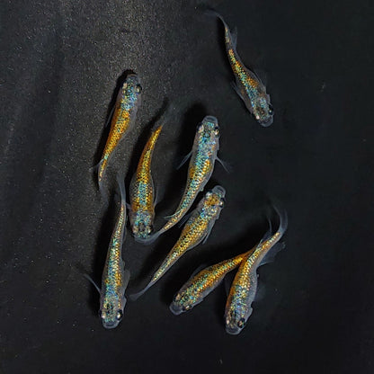 【現物】ユリシスパラディーゾ　8匹　オス3メス5　3579