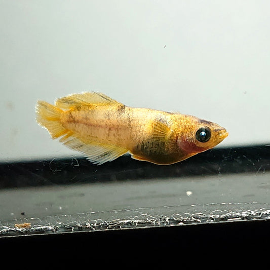 【現物】美虎北辻アースアイヒカリ体型　3匹　オス1メス2　3583