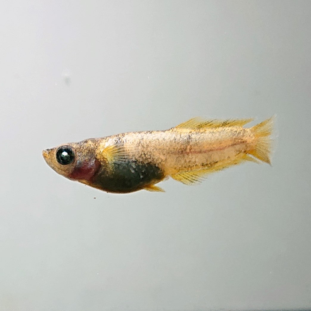 【現物】美虎北辻アースアイヒカリ体型　3匹　オス1メス2　3583