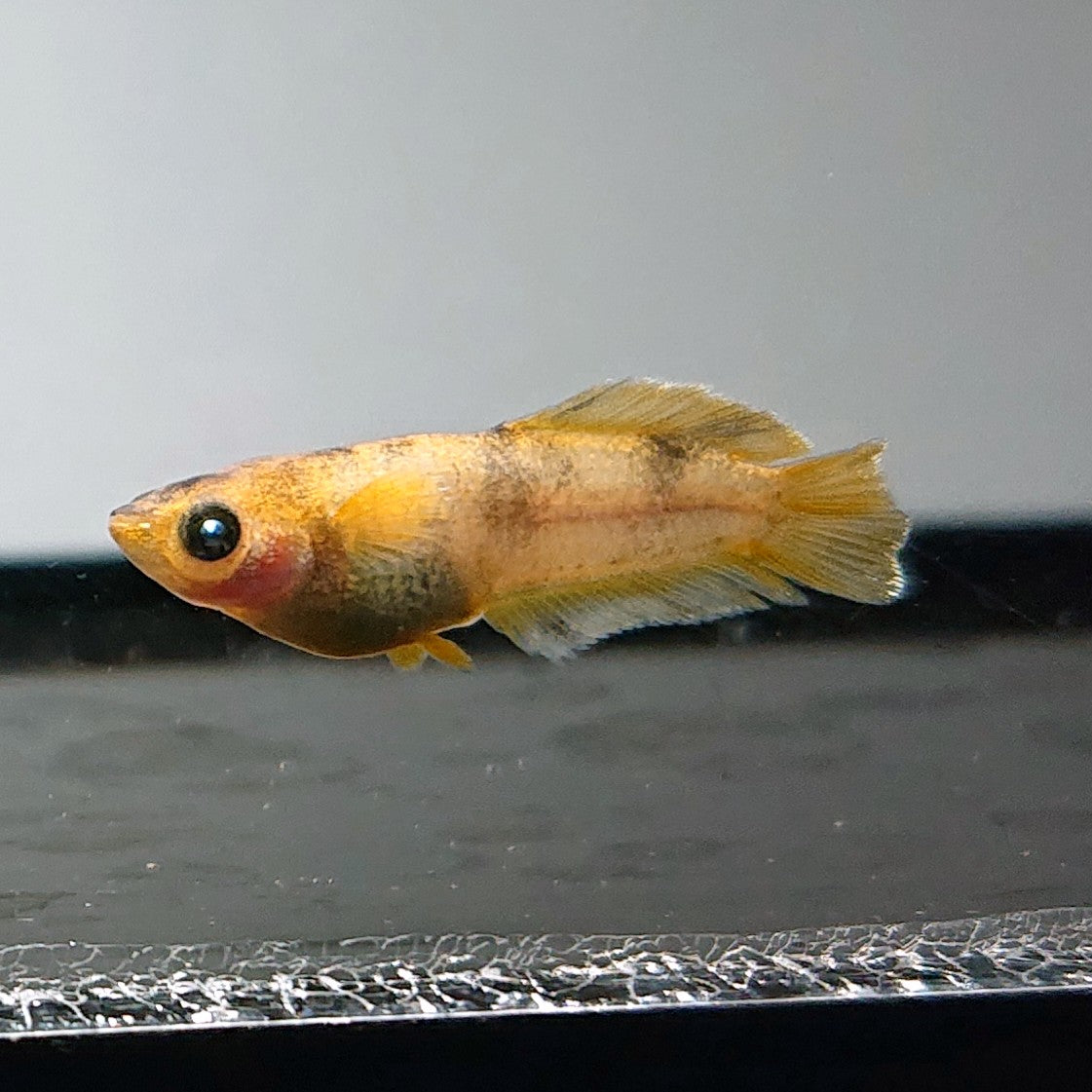 【現物】美虎北辻アースアイヒカリ体型　3匹　オス1メス2　3583