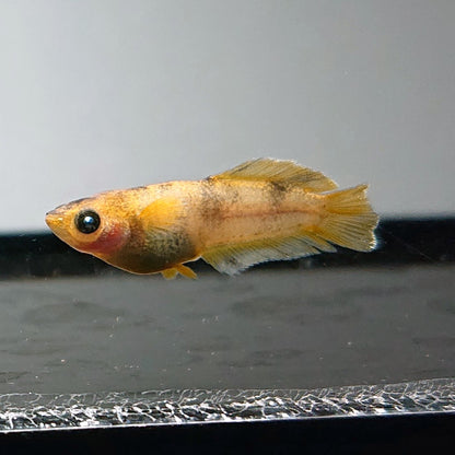【現物】美虎北辻アースアイヒカリ体型　3匹　オス1メス2　3583