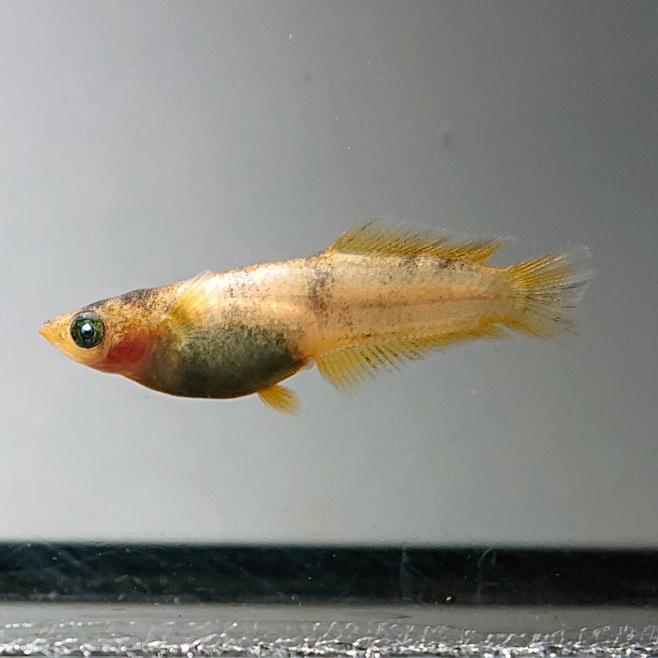 【現物】美虎北辻アースアイヒカリ体型　3匹　オス1メス2　3583