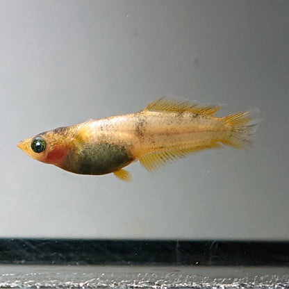 【現物】美虎北辻アースアイヒカリ体型　3匹　オス1メス2　3583