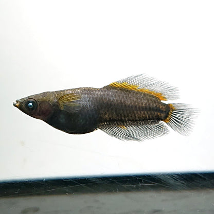 【現物】オーブ×夢神 F8　3匹　オス1メス2　3584