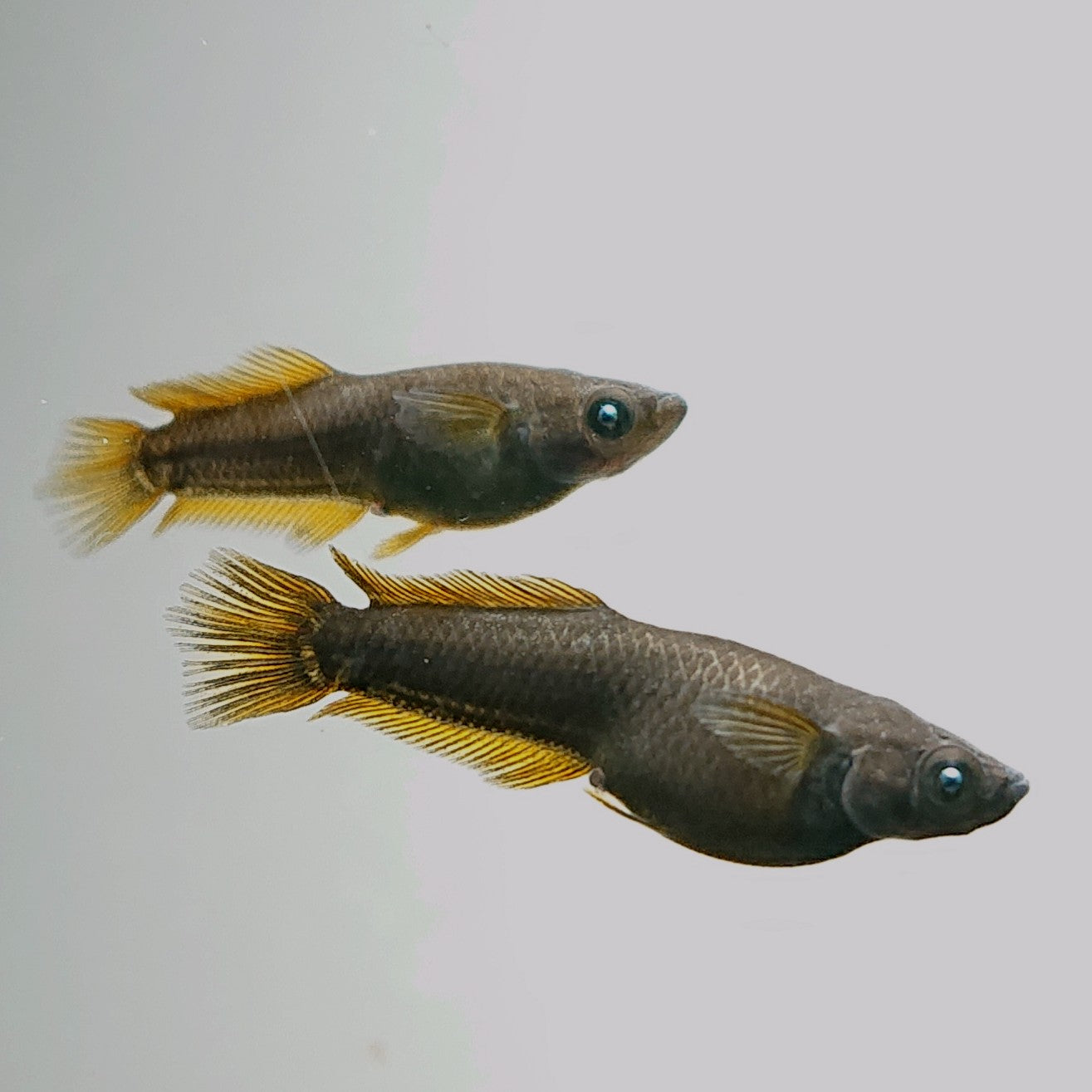 【現物】オーブ×夢神 F8　3匹　オス1メス2　3584