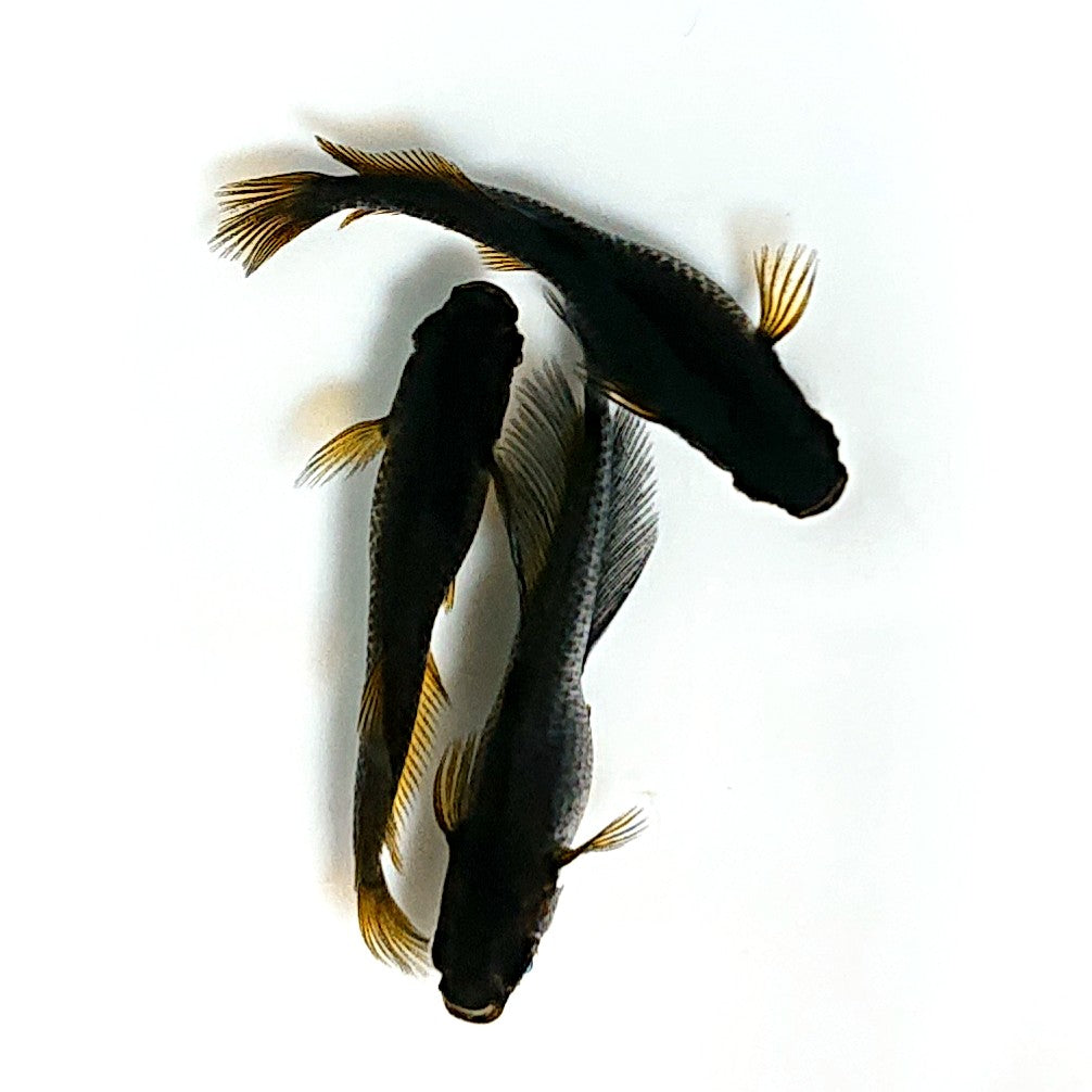 【現物】オーブ×夢神 F8　3匹　オス1メス2　3584