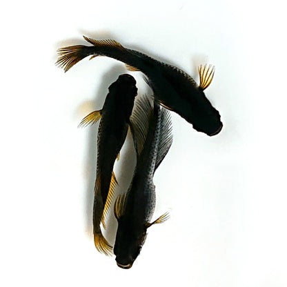 【現物】オーブ×夢神 F8　3匹　オス1メス2　3584