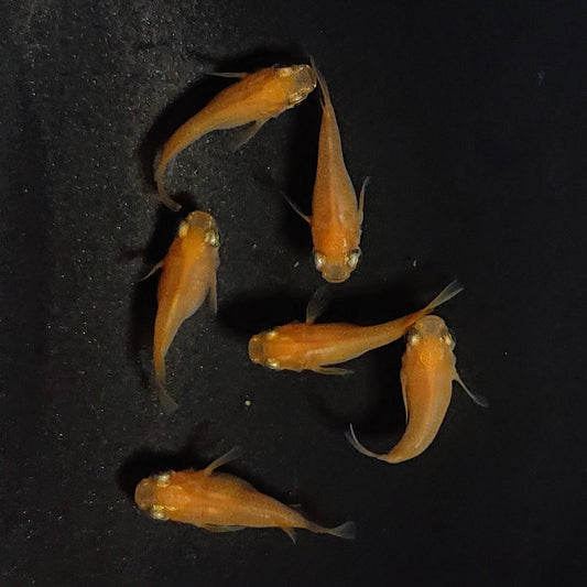 【現物】紅帝だるま　3ペア　3585
