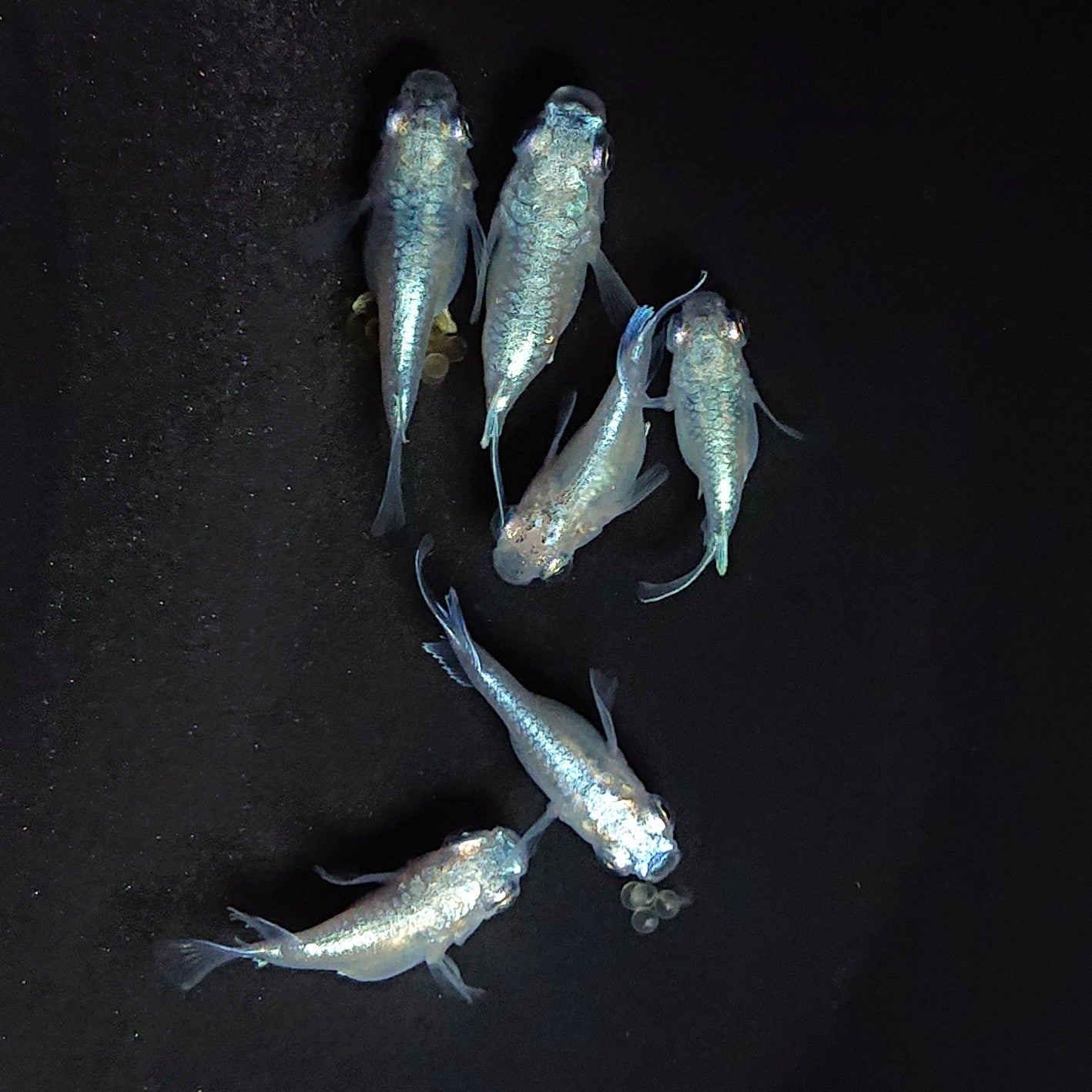 【現物】エンゼル　3ペア　3587