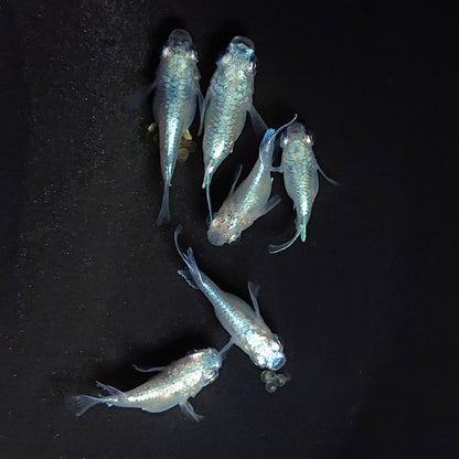 【現物】エンゼル　3ペア　3587