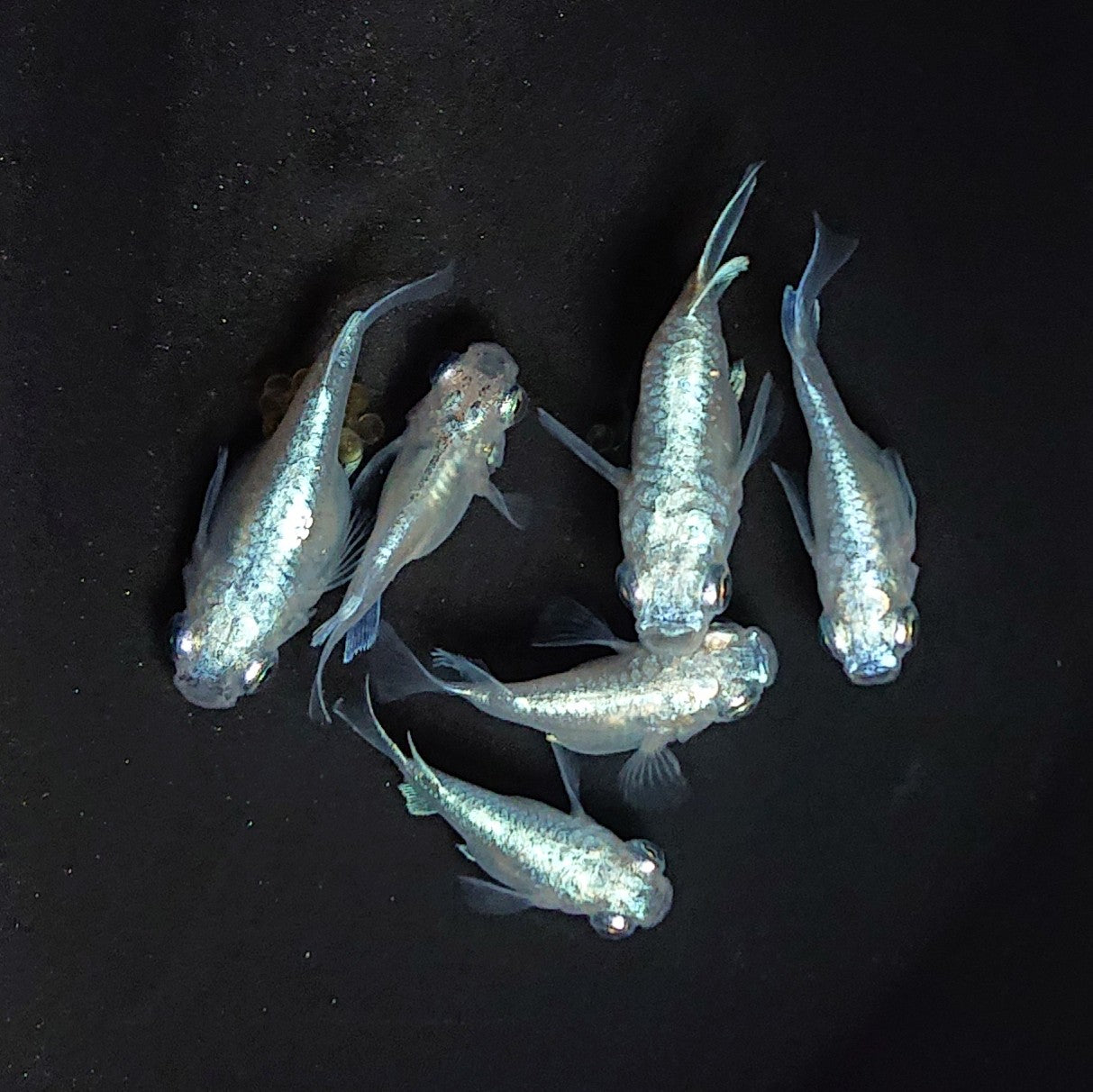 【現物】エンゼル　3ペア　3587