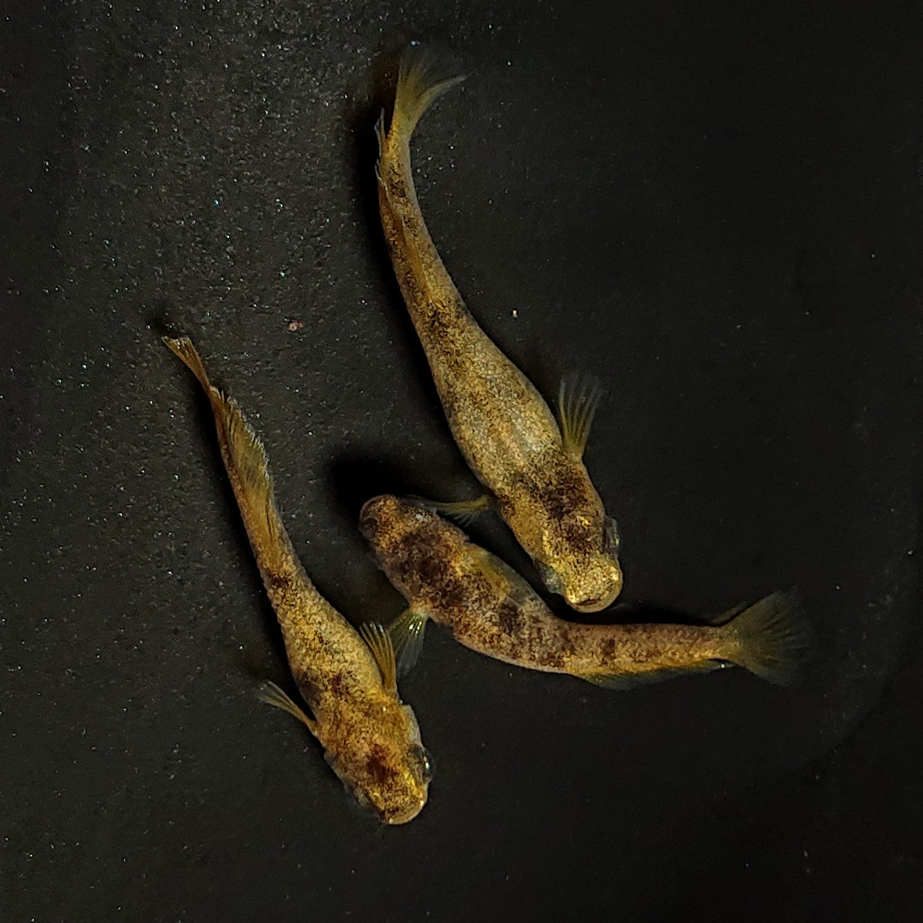 【現物】美虎北辻アースアイヒカリ体型　3匹　オス1メス2　3583