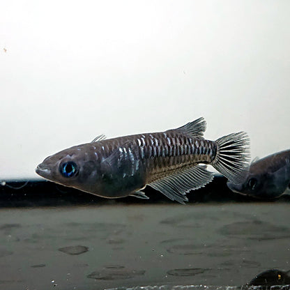【現物】【NEW】ウロボロス　3匹　オス1メス2　ミッドナイトフリル漆黒系カガミ鱗　3583