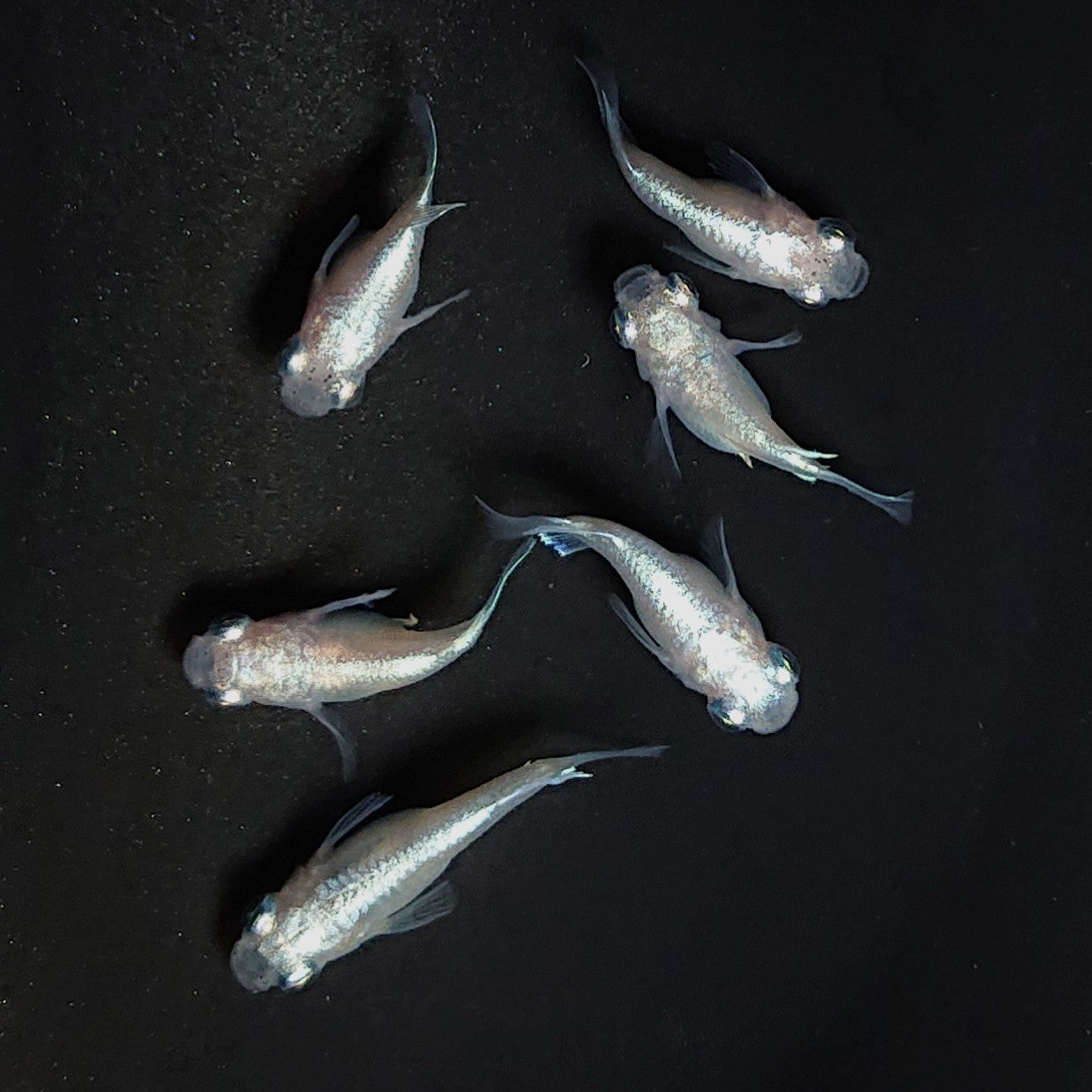 【現物】エンゼル　3ペア　3583