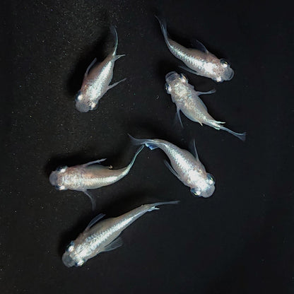 【現物】エンゼル　3ペア　3583