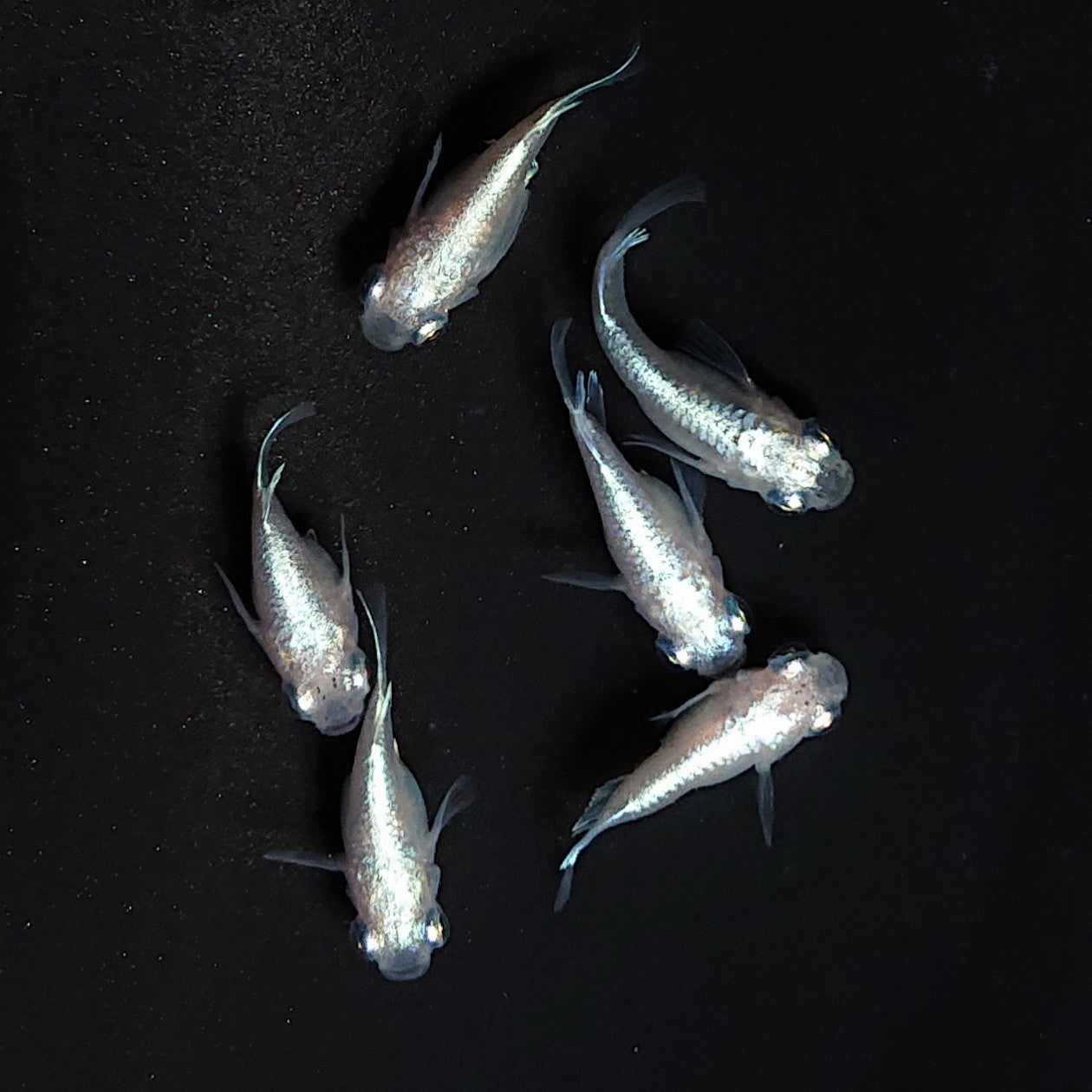 【現物】エンゼル　3ペア　3583